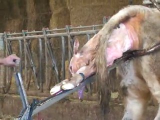 CFA 71 Site de Gueugnon - Velage