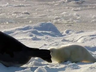 Baby Seals in the Arctic