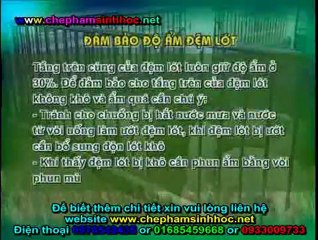 Chế phẩm sinh học balasa NO1 - đệm lót sinh học giúp người chăn nuôi heo, lợn đỡ tốn chi phí lao động 1