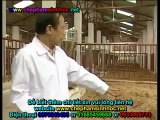 Chế phẩm sinh học balasa NO1 - đệm lót sinh học giúp người chăn nuôi heo, lợn đỡ tốn chi phí lao động 2