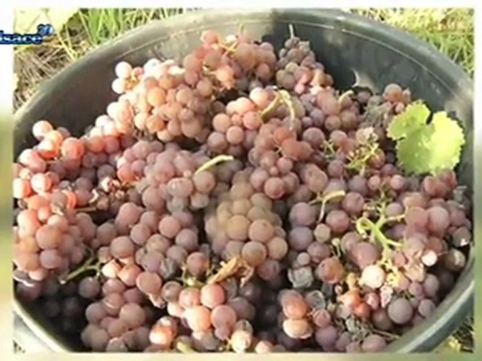 Vignerons de l'année!