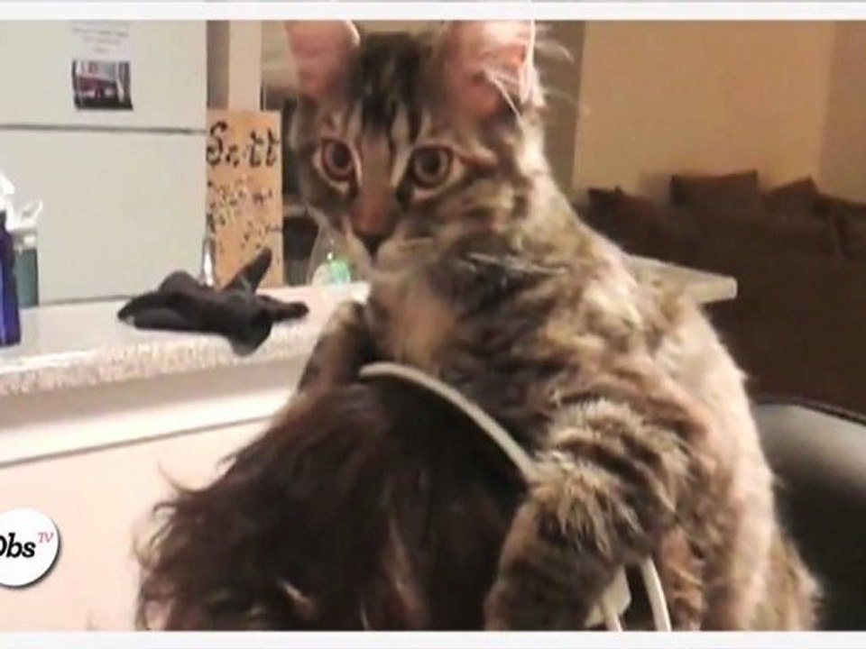 Un chat encombrant mais attachant