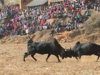 Bullfighting Nepalese style