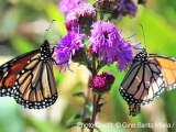 5 Unusual Facts About Butterflies