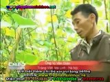 VTV4 - 10-12 đến 12-12-2011 - Kết quả sử dụng chế phẩm sinh học Vườn Sinh Thái trong trồng rau sạch