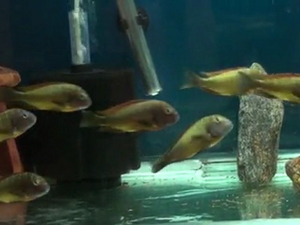 Tropheus İlangi Yellow kolonim