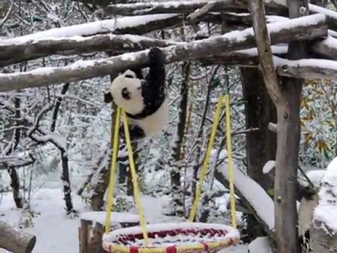 Au zoo de Vienne, la neige fait le bonheur des pandas