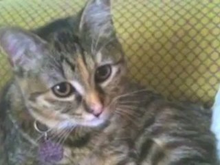 Concours du plus beau chat de la Sambre