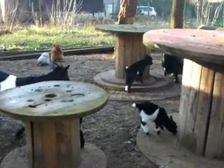 SANY0440 les biquettes grandissent!!!!!!!!!!