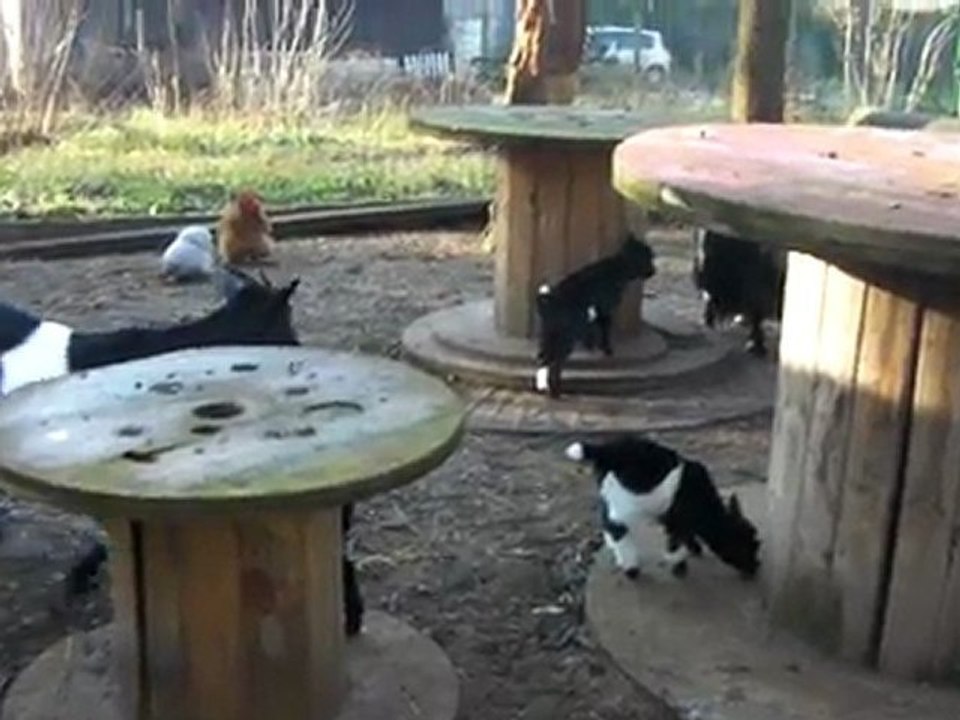 SANY0440 les biquettes grandissent!!!!!!!!!!