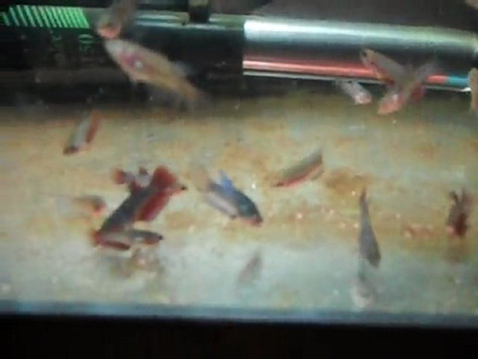 alevins betta de 5 semaines