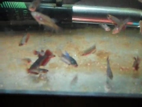 alevins betta de 5 semaines