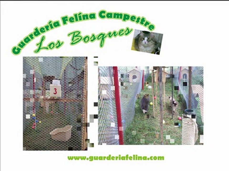 Recogemos a tu gato (Guarderia) (Felina) (Bogota)