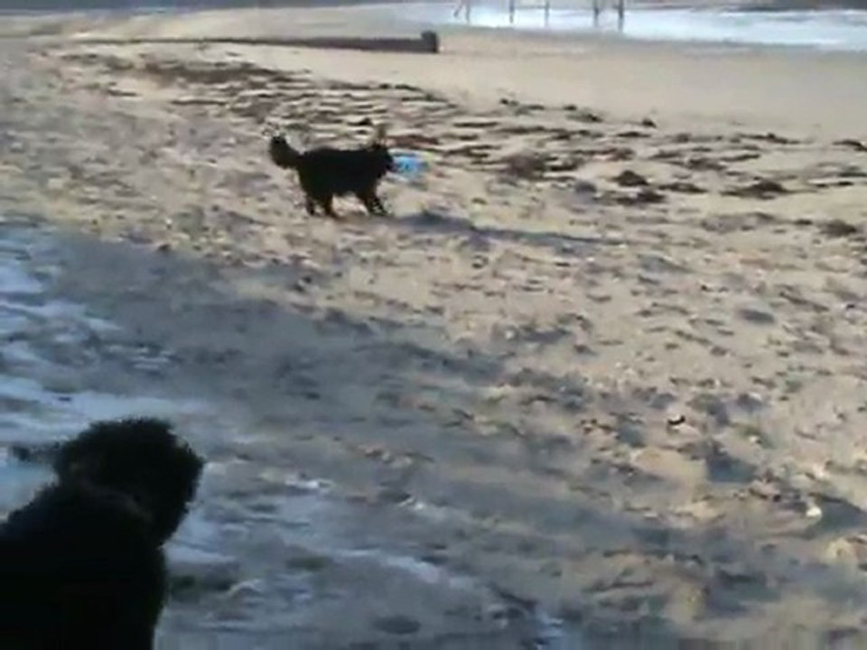 DIEGO ET DANA A LA PLAGE LE 16-01-2012 - 1 -