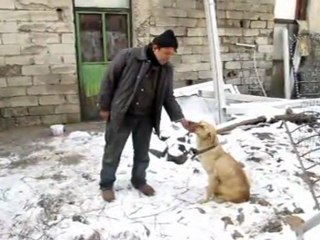 Özürlü köpeklereatölyesinde bakıyor