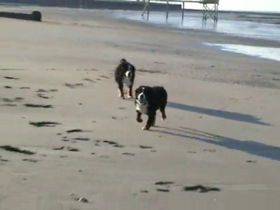 DIEGO ET DANA A LA PLAGE LE 16-01-2012 - 2-