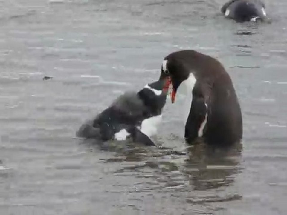 Repas d'un jeune manchot papou