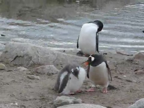 Repas d'un jeune manchot papou