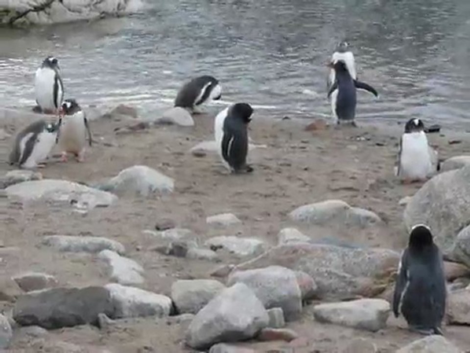 Colonie de manchots papous à Neko Harbour
