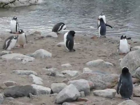 Colonie de manchots papous à Neko Harbour