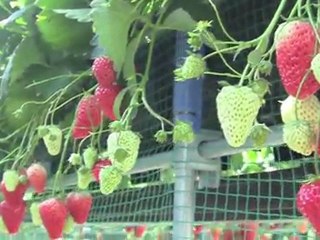 結菜４歳　初めてのイチゴ狩り食べ放題