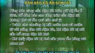 Chế phẩm balasa NO1 - dùng làm đệm lót lên men - đệm lót sinh học giúp người chăn nuôi heo, lợn đỡ tốn chi phí lao động