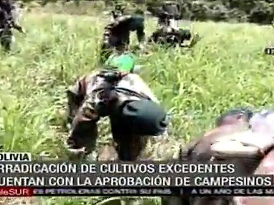 Bolivia erradica plantaciones ilegales de coca