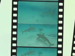 Les requins de Moorea