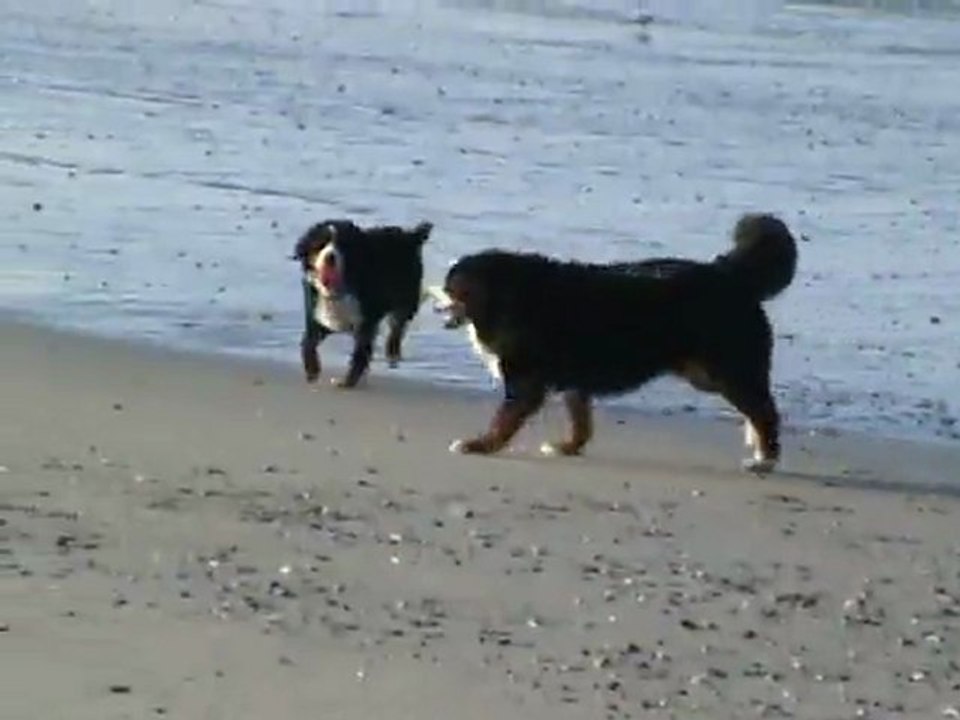 DIEGO ET DANA A LA PLAGE LE 16-01-2012 - 3-