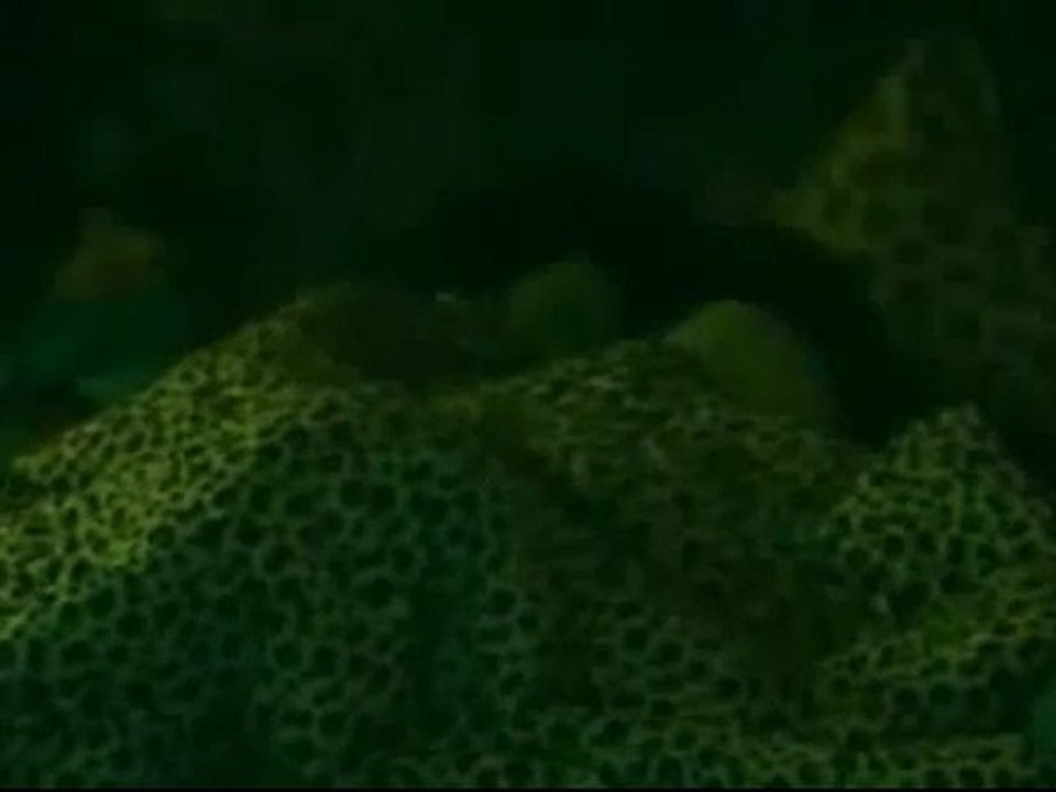 Brazilian Big Brother