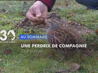 Sommaire émission 30 Millions d'Amis 22/01/2012