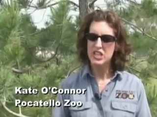 Elk Saves Drowning Marmot