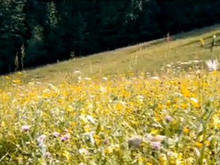 Le renard et lenfant - Bande annonce