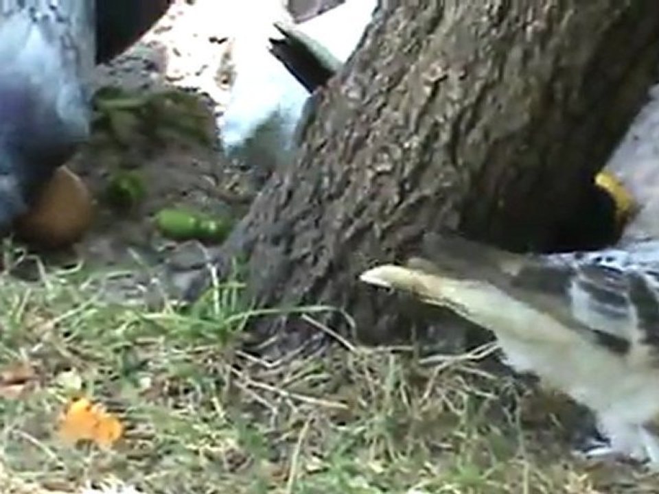 güvercin takla kuşlar ankara fatih__06