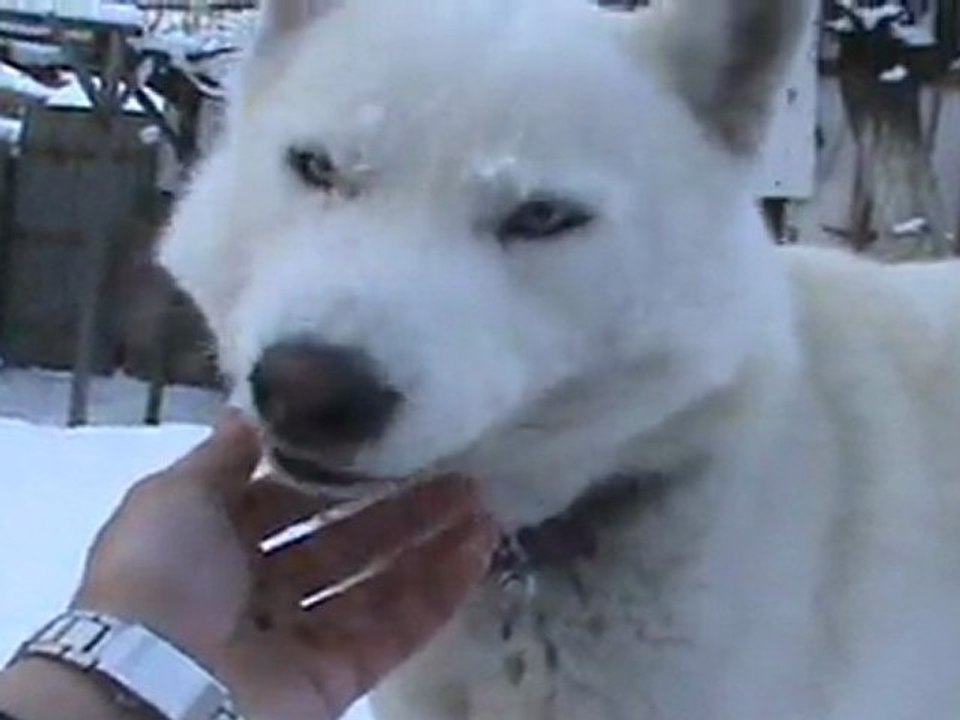 sibirya kurdu ankara meetroddy fatih__06