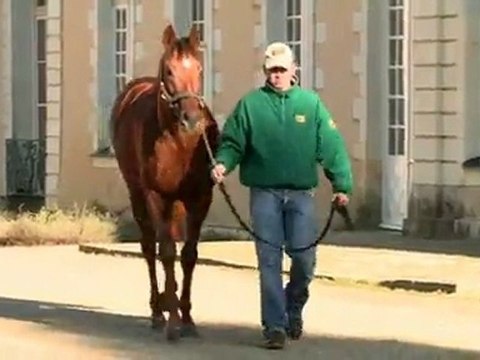 Héliostatic, nouvel étalon au Haras des Brousses