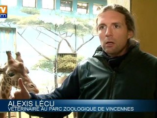 Les travaux ne troublent pas les girafes du zoo de Vincennes