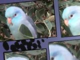Blue Pacific Parrotlet - Parrotletbirds.com