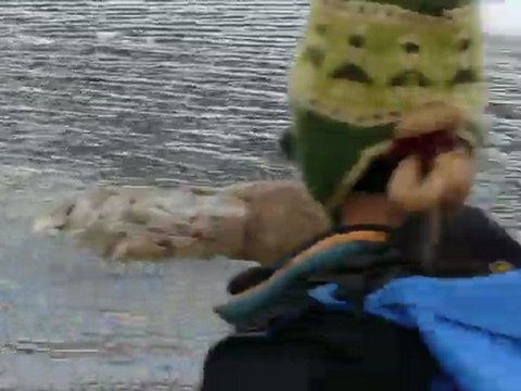 Colonie de manchots papous à Neko Harbour