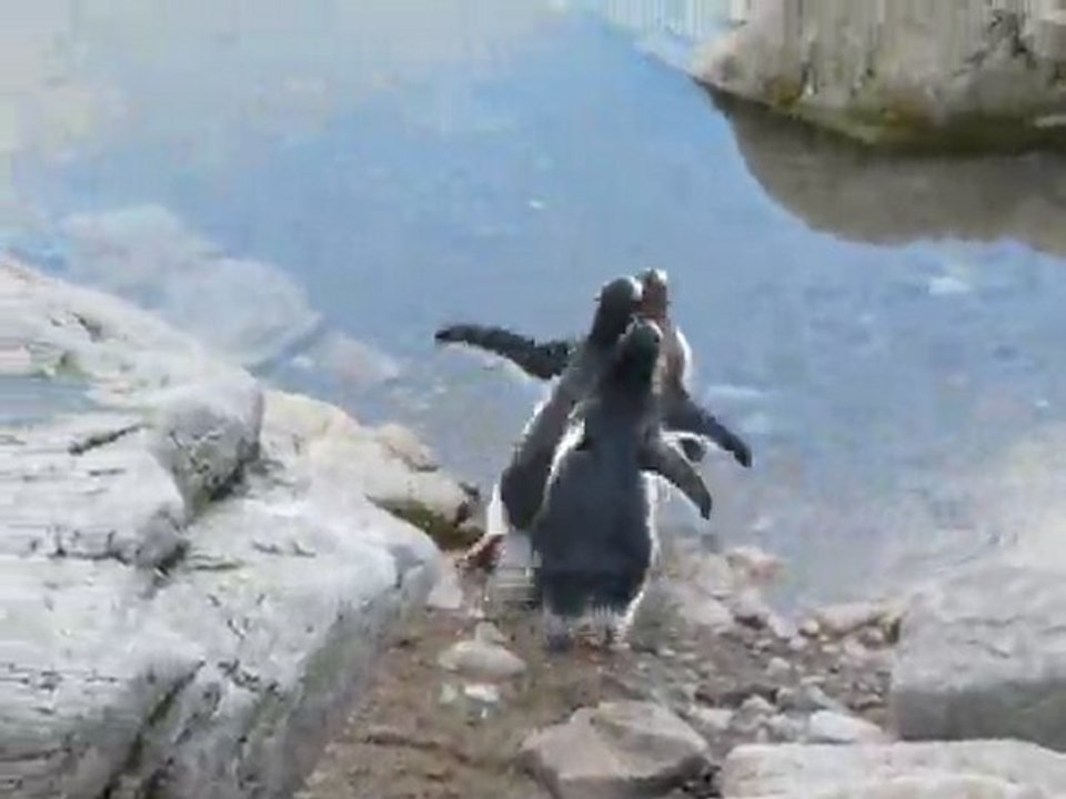 Course poursuite entre 3 manchots