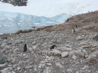 Au milieu d'une colonie de manchots papous