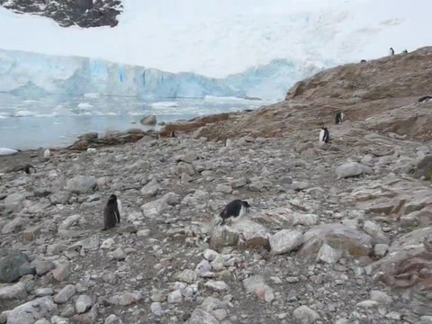 Au milieu d'une colonie de manchots papous