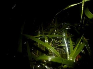 Mares explosives - montagne de Kaw