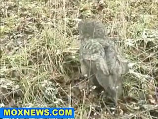 Great Gray Owl Sighting Has Ornithologists Flocking