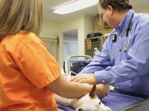 East University Veterinary (334) 826-0360 Vet in Auburn Al