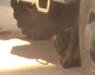 فري برس   هجوم الجيش الحر الشجاع على جيش الأسد الأرانب واختبائهم