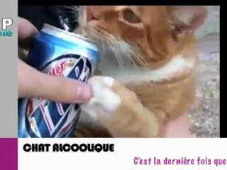 Zapping du net du 19 janvier 2012