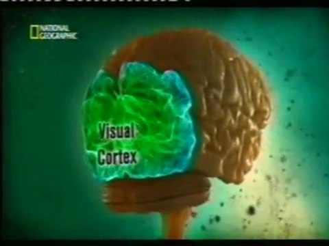 Cerebro y percepcion: Ilusiones opticas