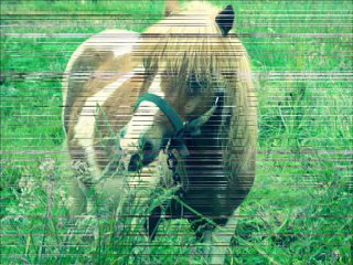 En stage aux Ecuries Legoupil