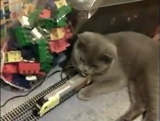 Dünyanın En Umursamaz Kedisi